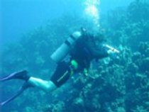 Diver sampling Caribbean coral communities