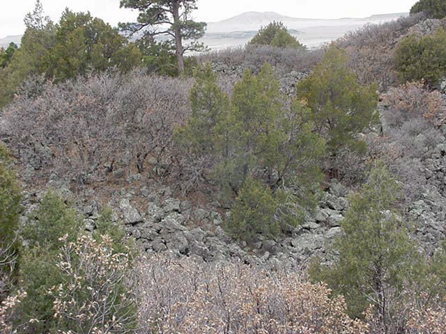 Ground image of vegetation at Capulin Volcano National Monument.
