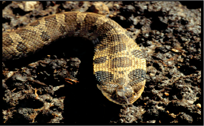 An Eastern Hognose snake photographed at a NEARNG site.