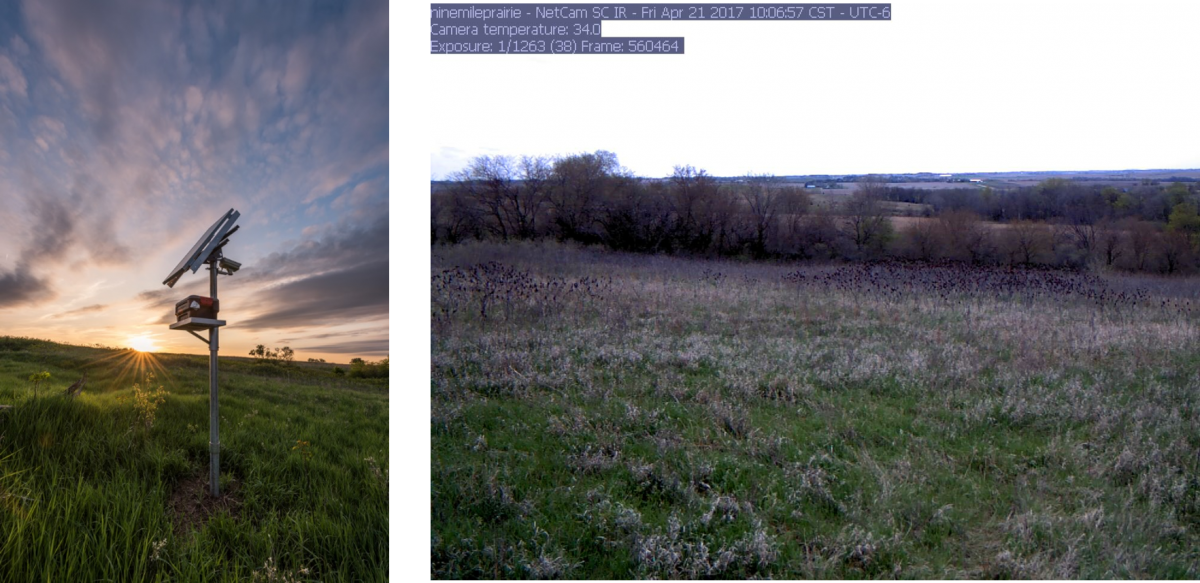 CALMIT phenocam at 9-mile prairie.