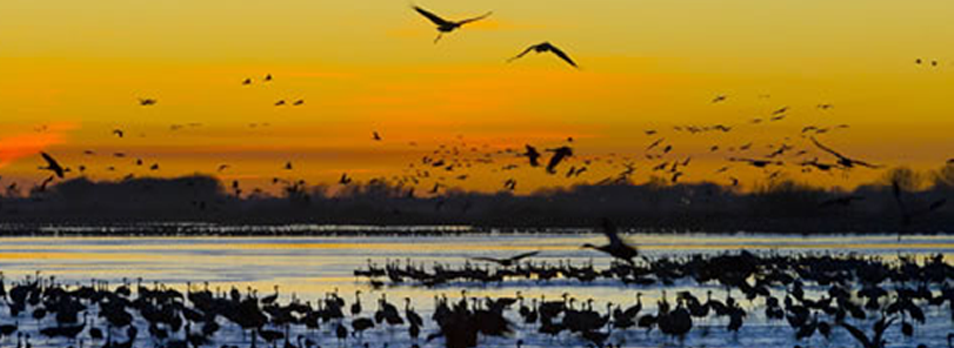 Sandhills cranes