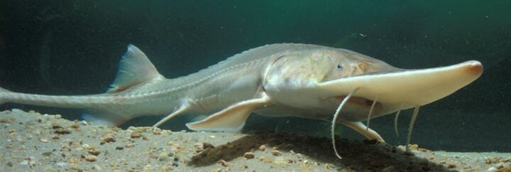 Pallid Sturgeon